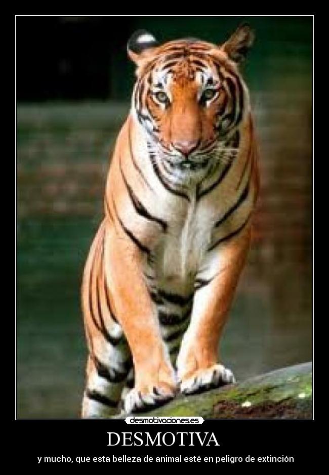 DESMOTIVA - y mucho, que esta belleza de animal esté en peligro de extinción