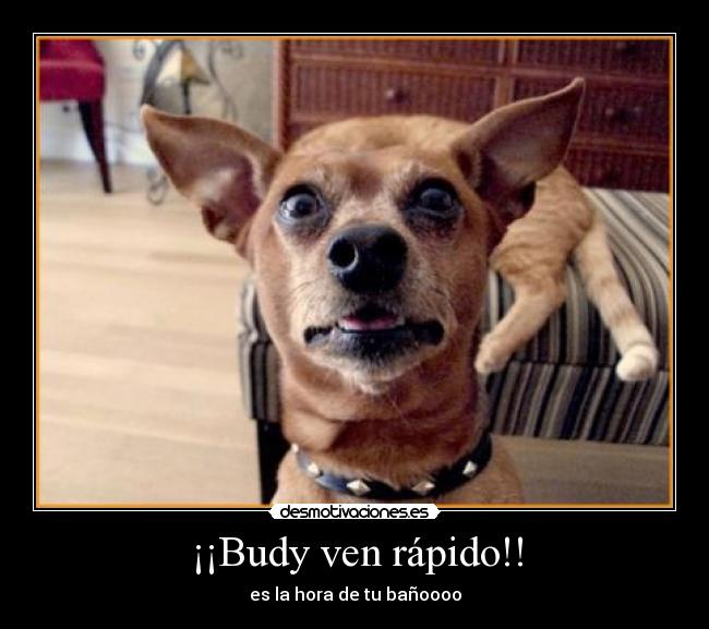 ¡¡Budy ven rápido!! - es la hora de tu bañoooo