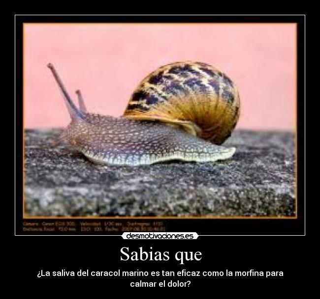 Sabias que - ¿La saliva del caracol marino es tan eficaz como la morfina para calmar el dolor?