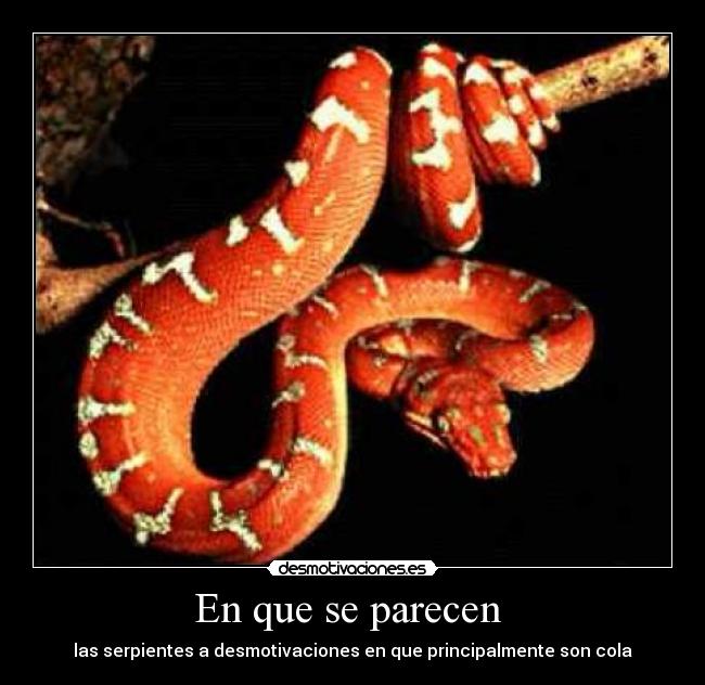 En que se parecen  - 