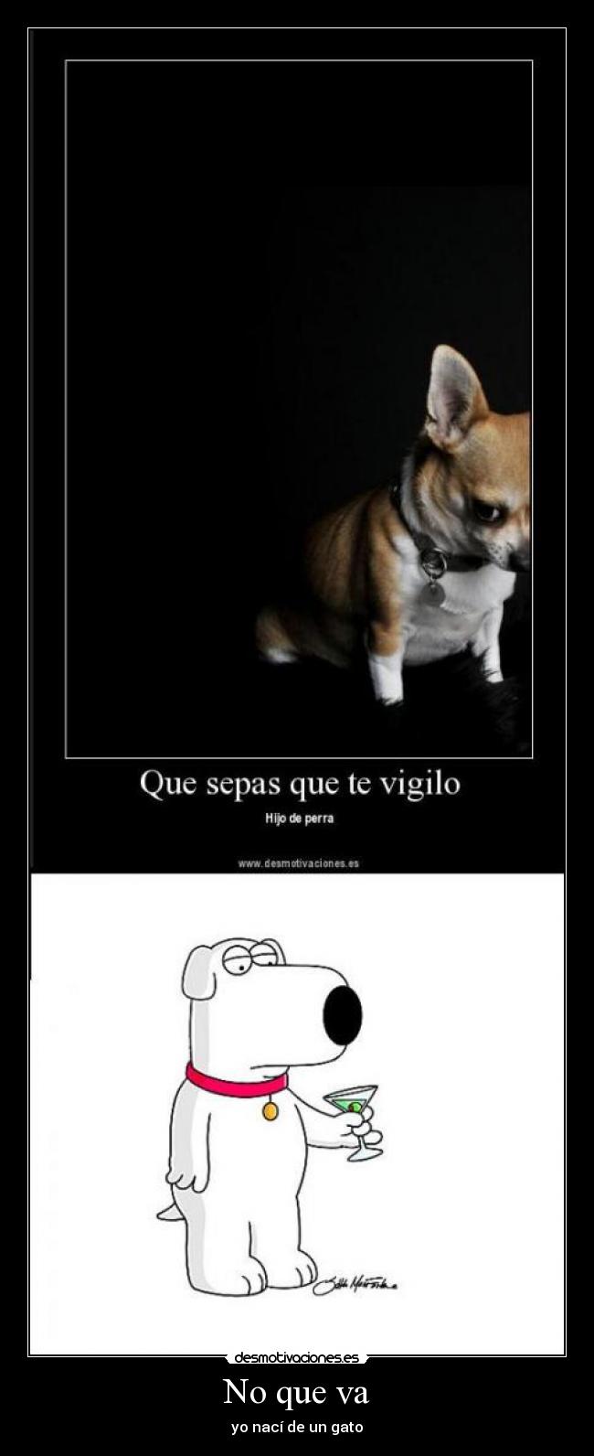 No que va - yo nací de un gato