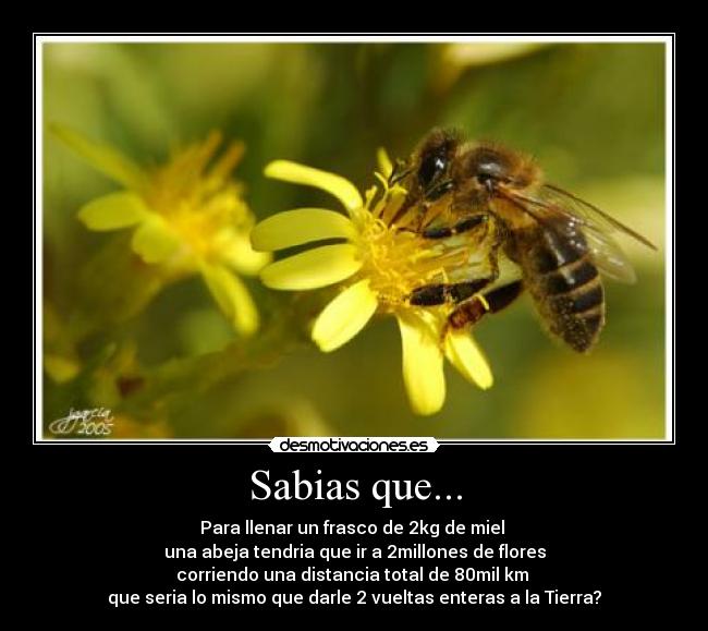 Sabias que... -