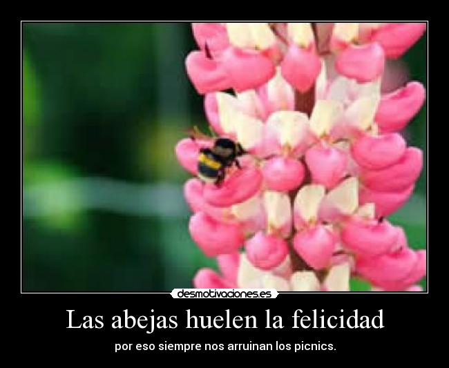 Las abejas huelen la felicidad -