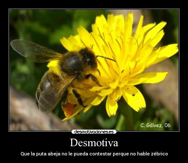 Desmotiva - Que la puta abeja no le pueda contestar perque no hable zébrico