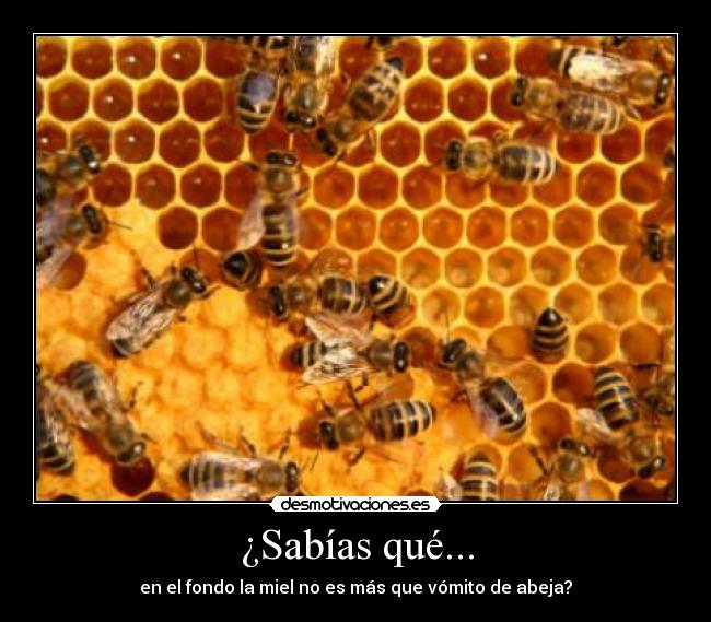 Imágenes y Carteles de ABEJA | Desmotivaciones Imágenes y Carteles de ABEJA | Desmotivaciones
