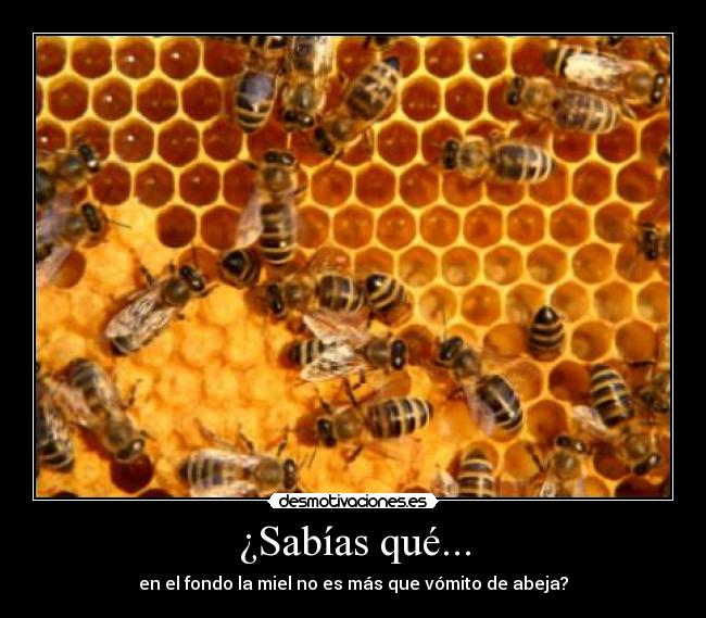 ¿Sabías qué... - en el fondo la miel no es más que vómito de abeja?