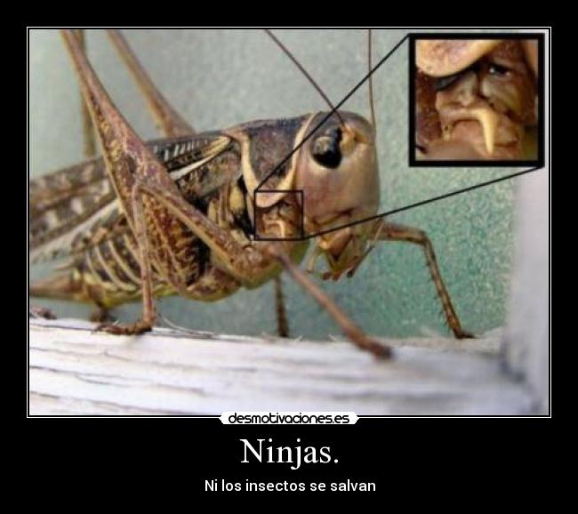 Ninjas. -