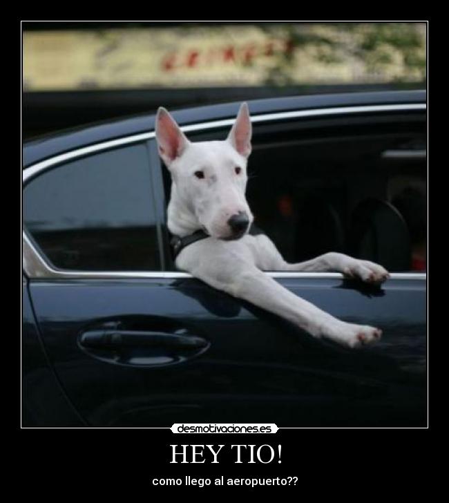 HEY TIO! -