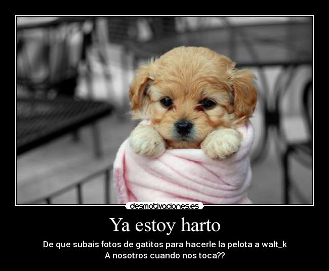 carteles perro walt_k gatos fotos desmotivaciones