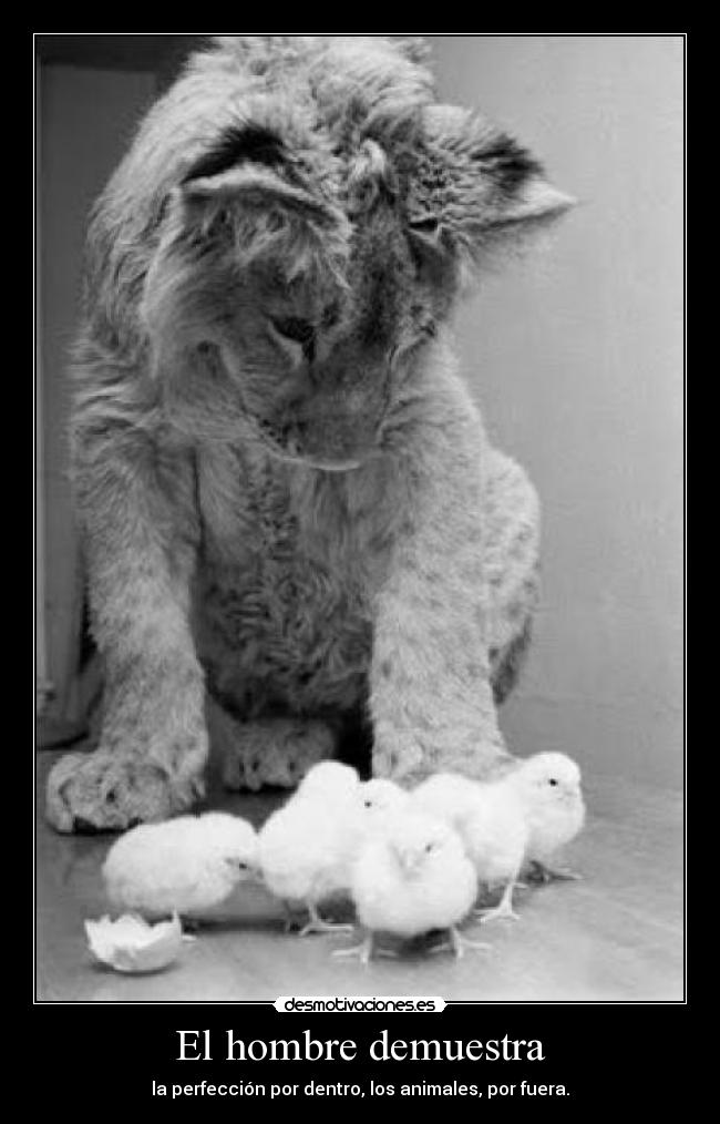 El hombre demuestra - la perfección por dentro, los animales, por fuera.