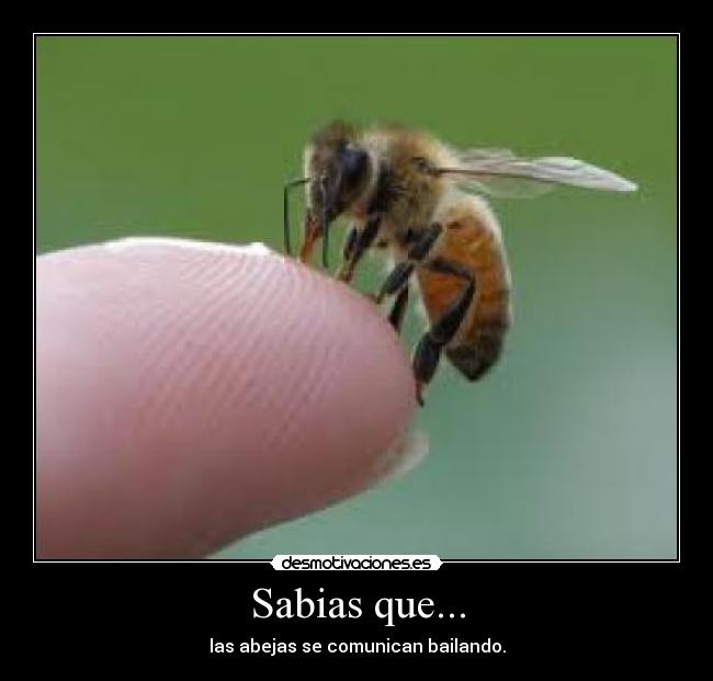 Sabias que... -
