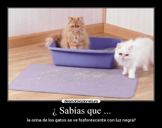 ¿ Sabías que ... - la orina de los gatos se ve fosforescente con luz negra?