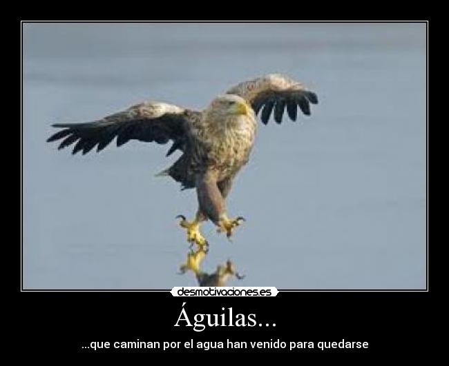 Águilas... -