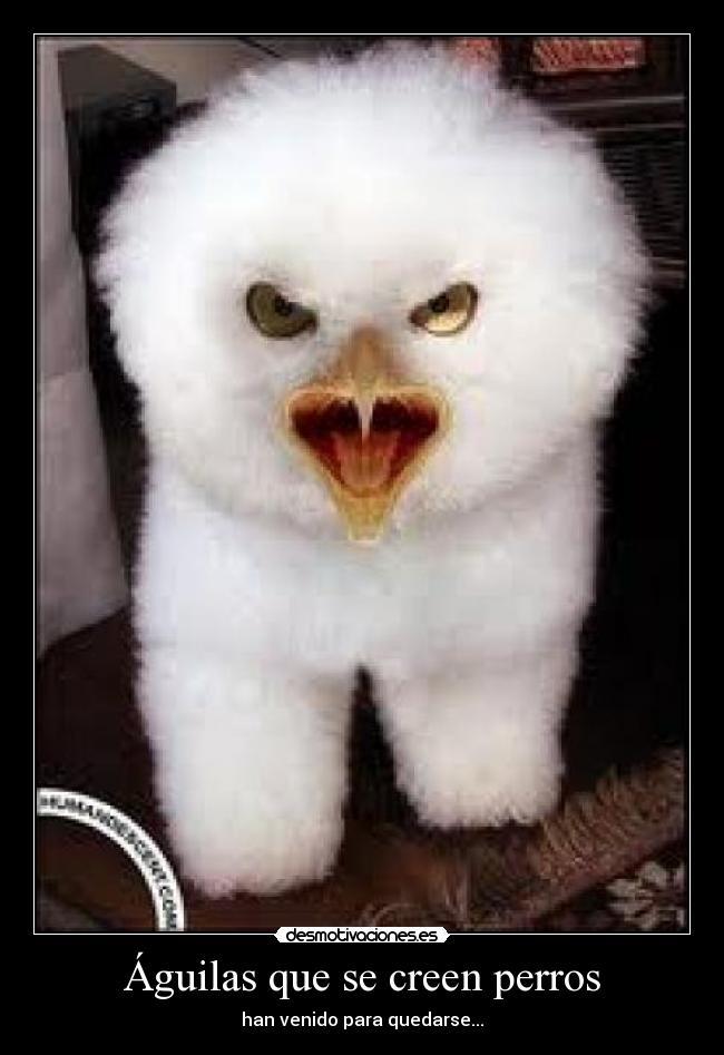 Águilas que se creen perros - han venido para quedarse...