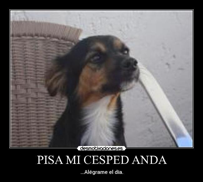 PISA MI CESPED ANDA - 