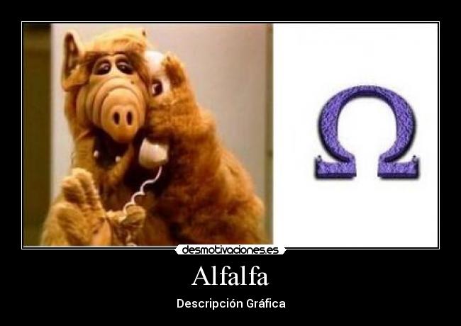 Alfalfa - Descripción Gráfica