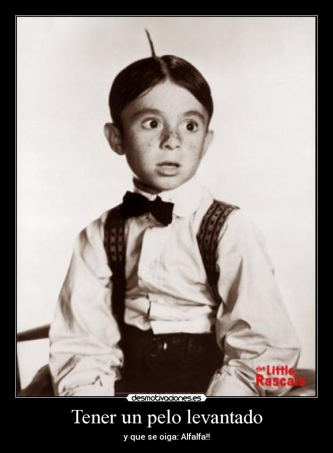 Tener un pelo levantado - y que se oiga: Alfalfa!!