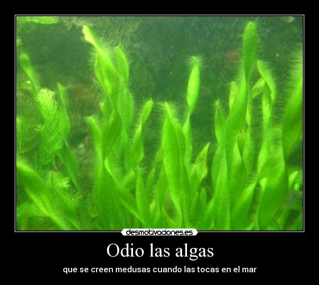 carteles odio odio las algas desmotivaciones