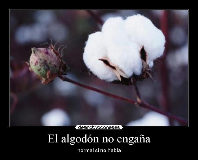 El algodón no engaña - normal si no habla