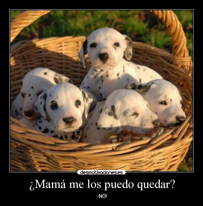 ¿Mamá me los puedo quedar? - -NO!