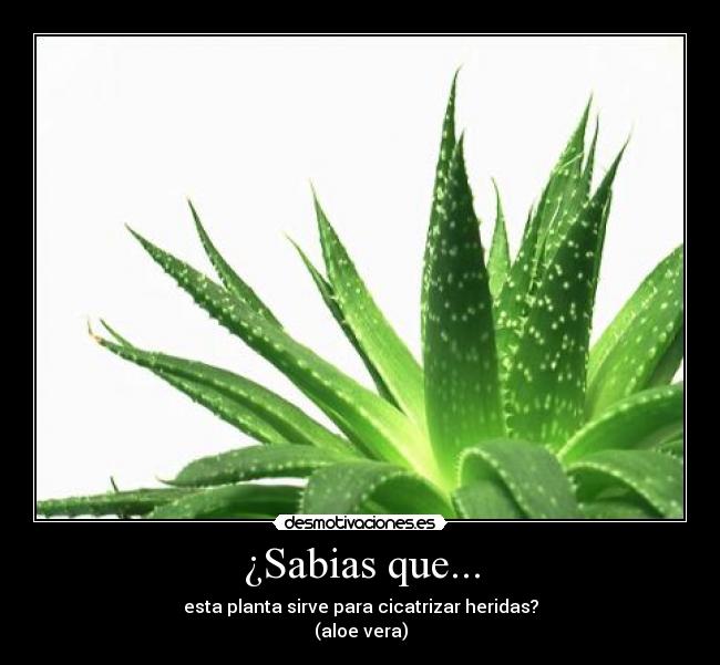 ¿Sabias que... -