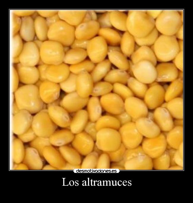 Los altramuces - 
