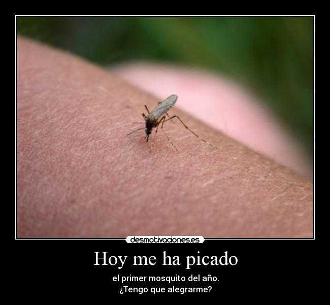 Hoy me ha picado - el primer mosquito del año.
¿Tengo que alegrarme?