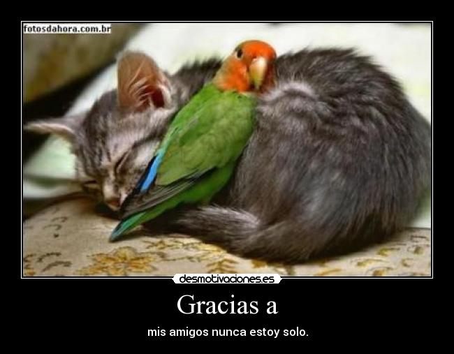 Gracias a - mis amigos nunca estoy solo.