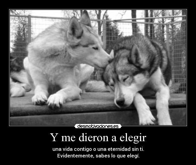 Y me dieron a elegir -