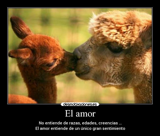 El amor - No entiende de razas, edades, creencias ...
El amor entiende de un único gran sentimiento