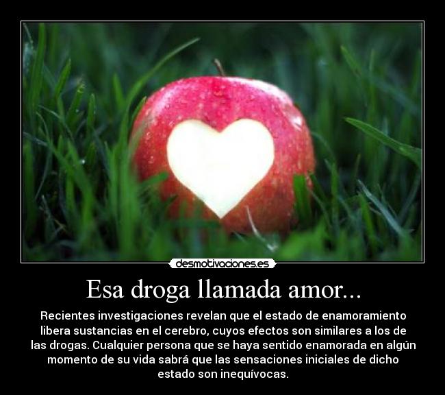 Esa droga llamada amor... - Recientes investigaciones revelan que el estado de enamoramiento
libera sustancias en el cerebro, cuyos efectos son similares a los de
las drogas. Cualquier persona que se haya sentido enamorada en algún
momento de su vida sabrá que las sensaciones iniciales de dicho
estado son inequívocas.