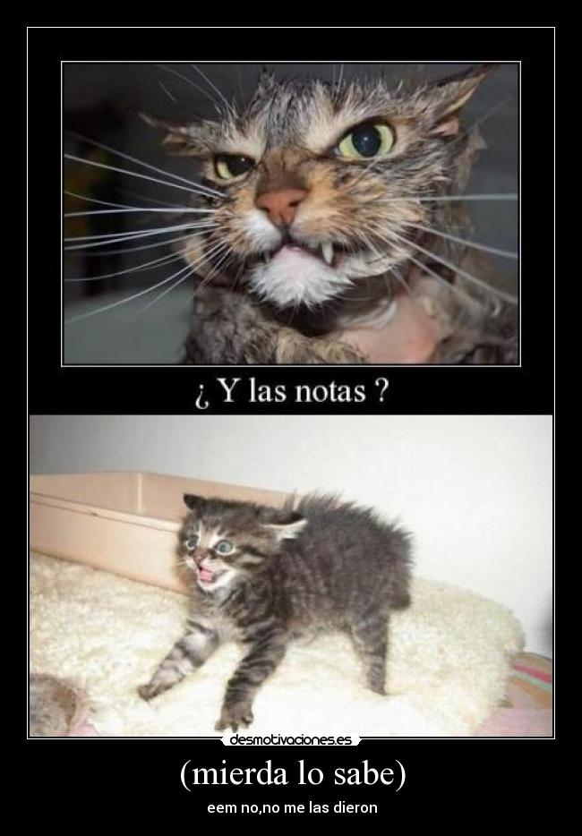 (mierda lo sabe) - 