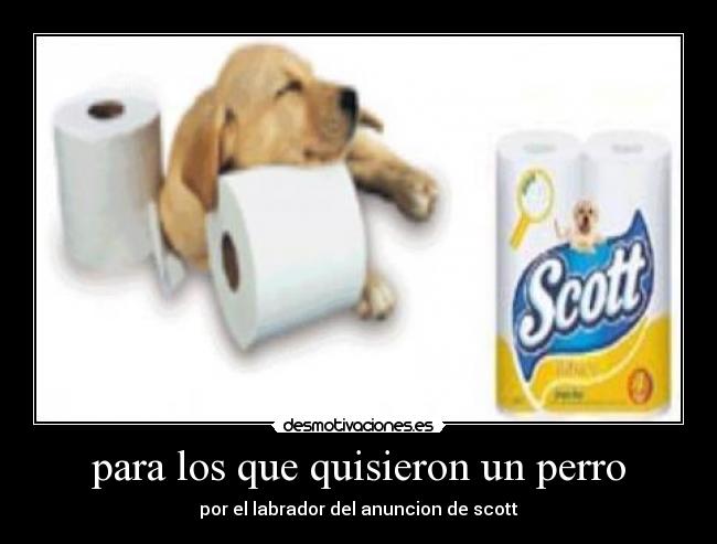 carteles perro scott desmotivaciones