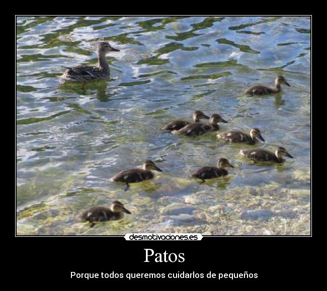 Patos -