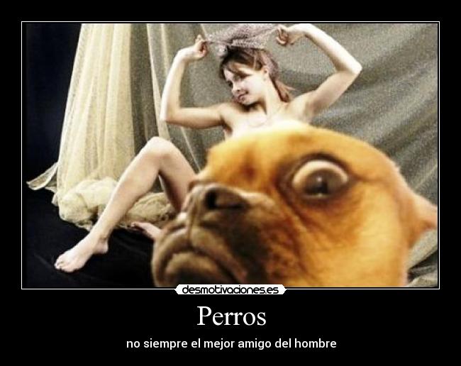 Perros - no siempre el mejor amigo del hombre