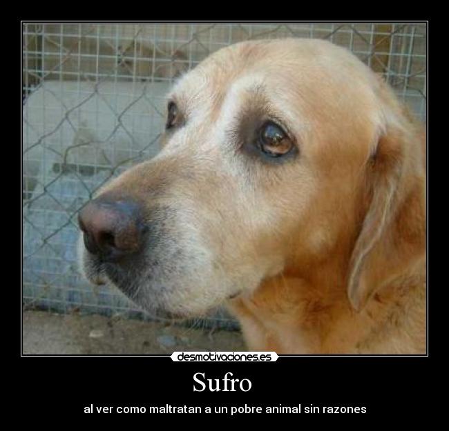 Sufro  - al ver como maltratan a un pobre animal sin razones