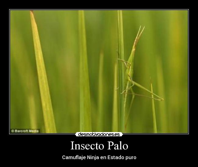 Insecto Palo -