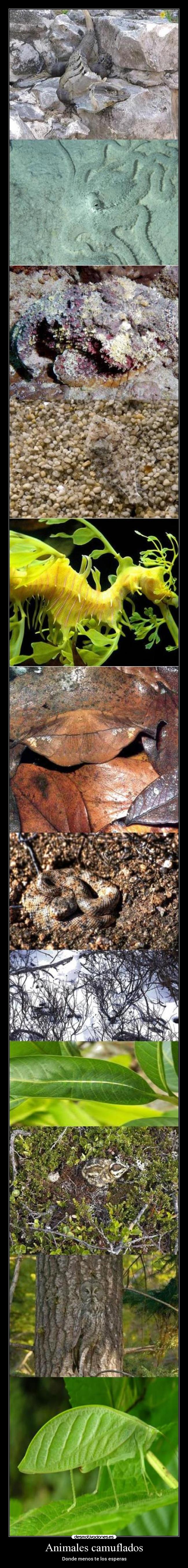 Animales camuflados - Donde menos te los esperas
