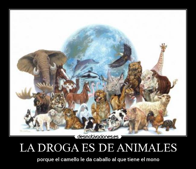 LA DROGA ES DE ANIMALES - porque el camello le da caballo al que tiene el mono