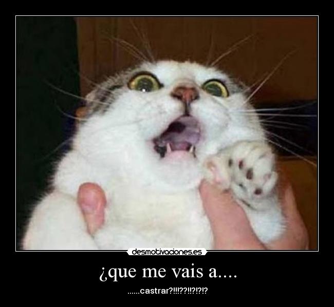 ¿que me vais a.... -