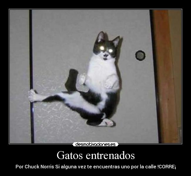 Gatos entrenados - Por Chuck Norris Si alguna vez te encuentras uno por la calle !CORRE¡