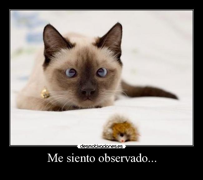 Me siento observado... - 