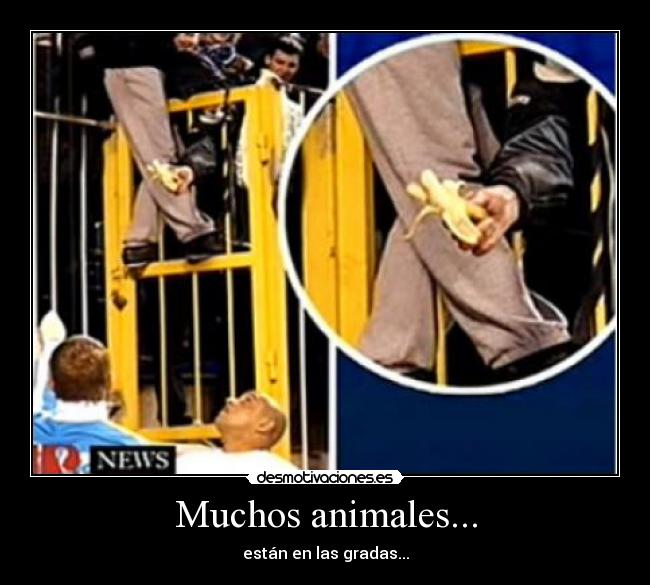 Muchos animales... - están en las gradas...