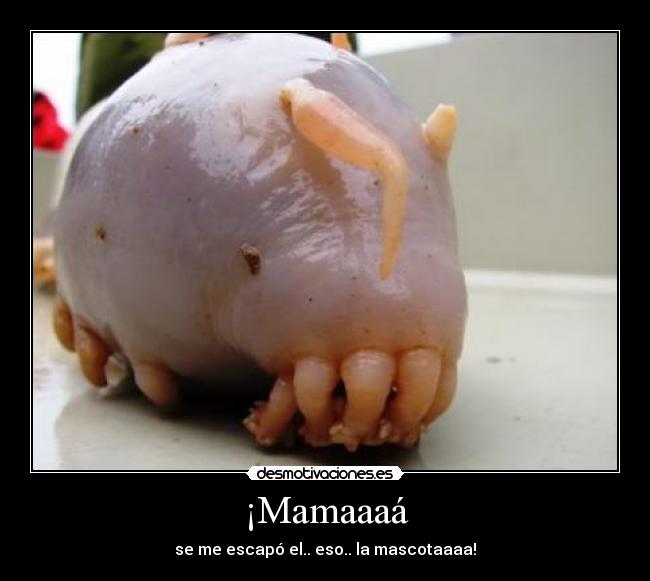 ¡Mamaaaá - se me escapó el.. eso.. la mascotaaaa!