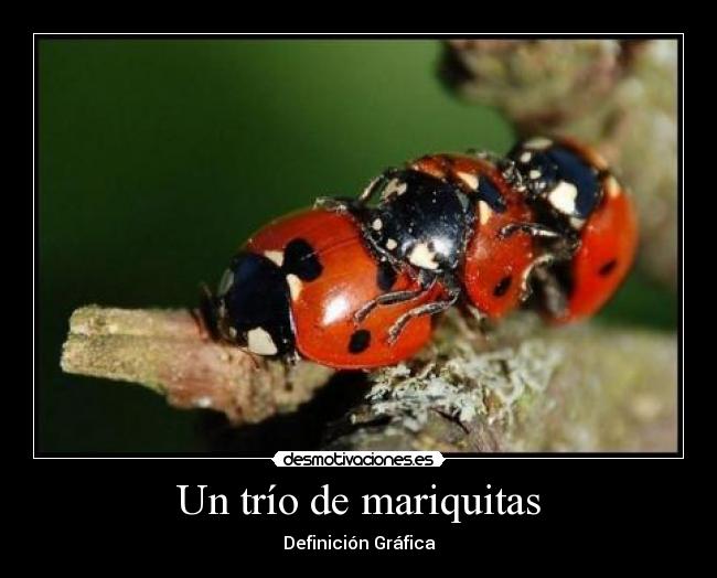 Un trío de mariquitas - Definición Gráfica
