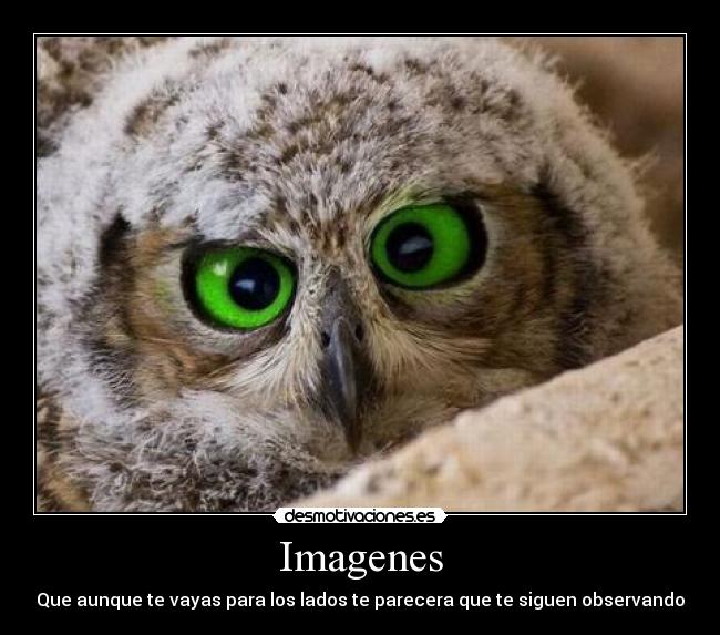 Imagenes - Que aunque te vayas para los lados te parecera que te siguen observando