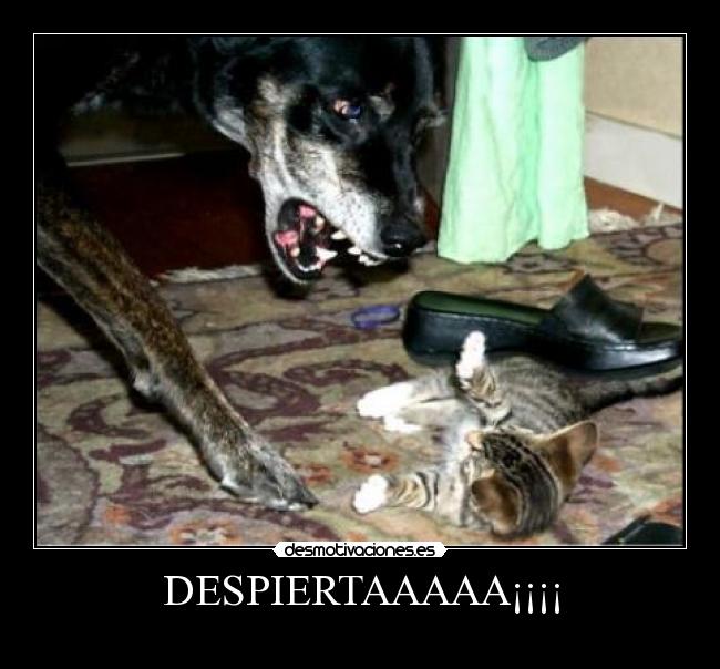 DESPIERTAAAAA¡¡¡¡ - 