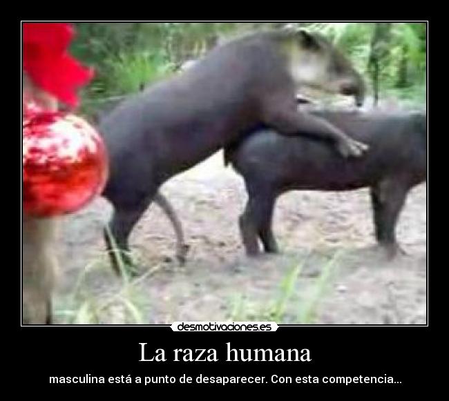 La raza humana - masculina está a punto de desaparecer. Con esta competencia...