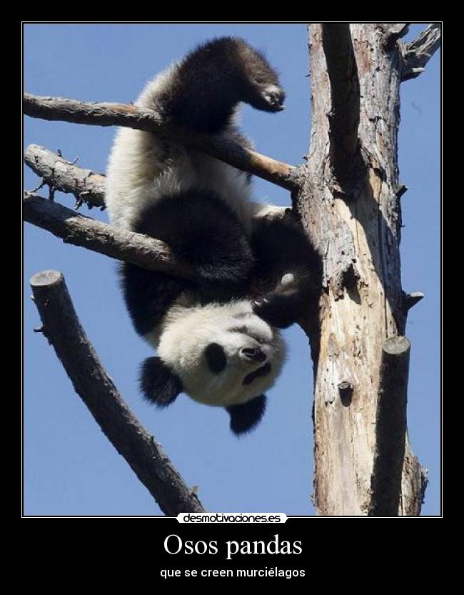 Osos pandas - que se creen murciélagos