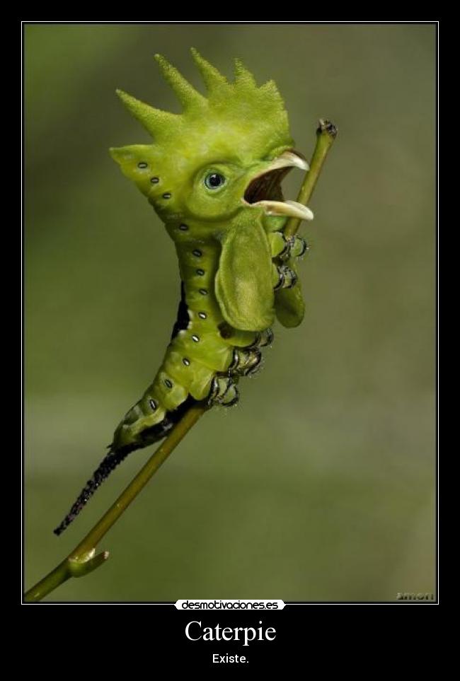 Caterpie - Existe.